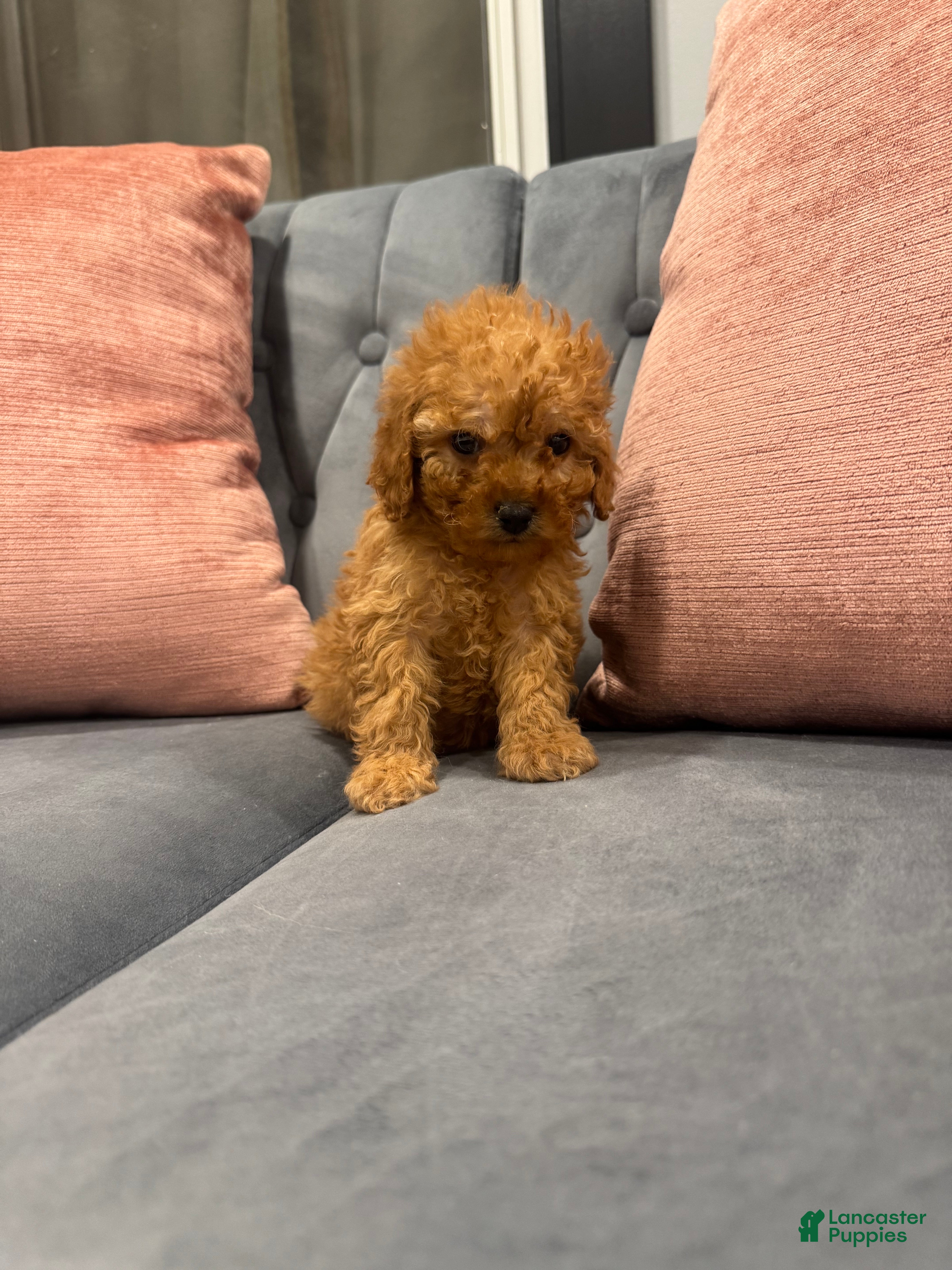 Cavapoo dogs Sammy - Ad 21