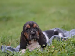 Basset Hound dogs for sale: Beatrice - Ad 1
