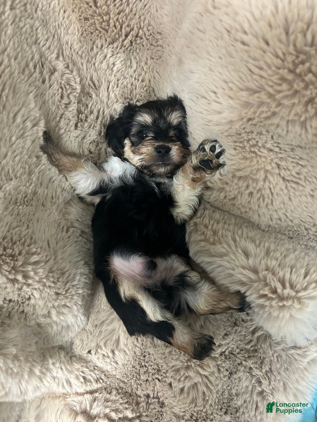 Morkie dogs for sale: Carter - Ad 3