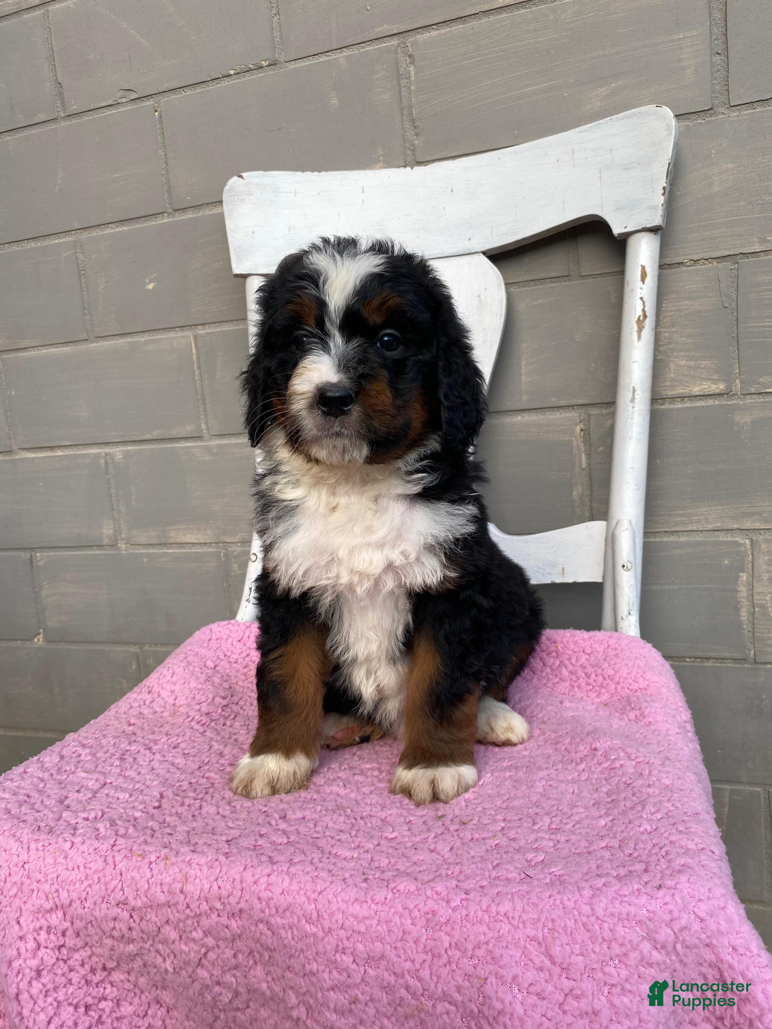 Bernedoodle dogs Luna - Ad 1
