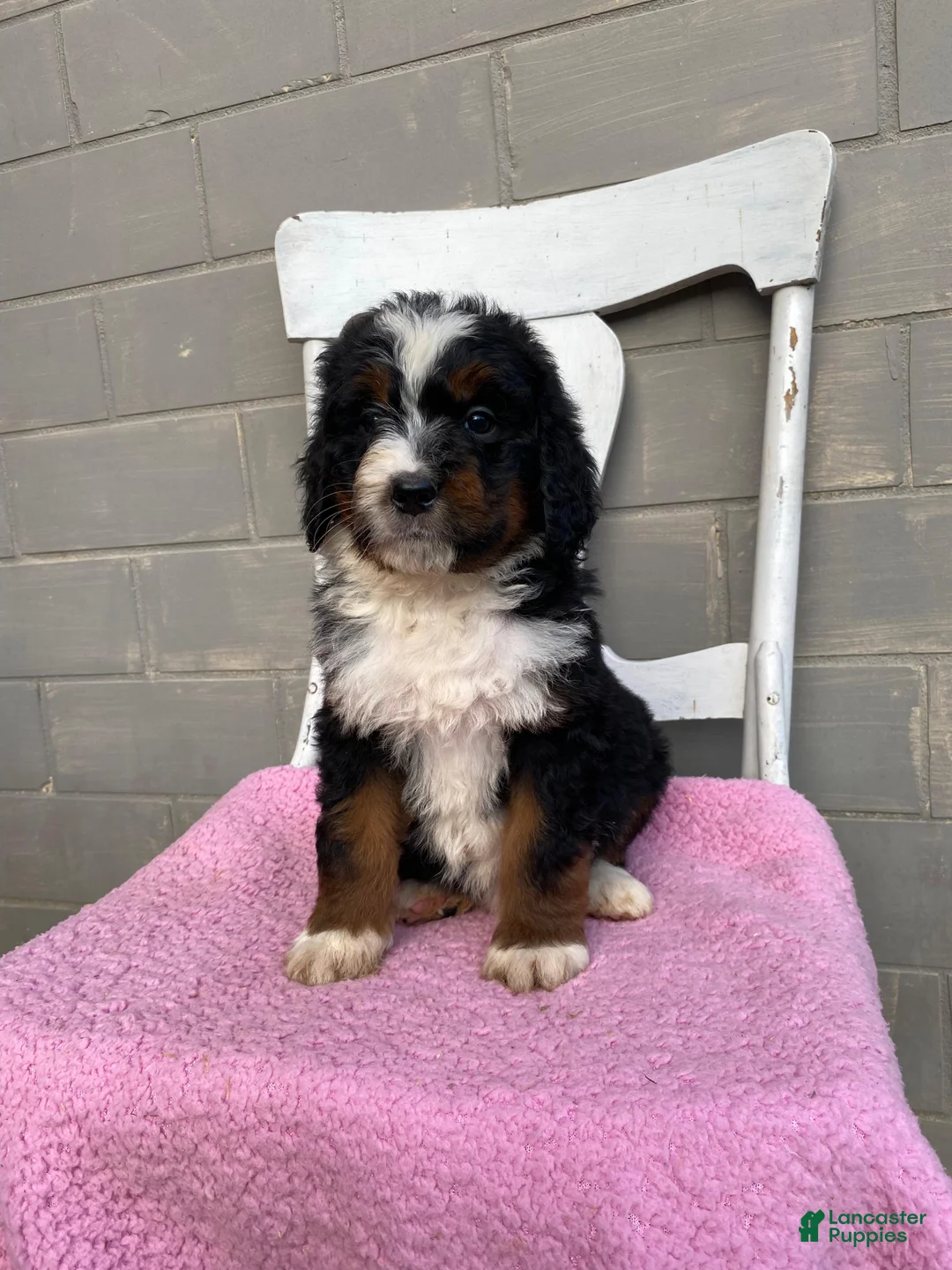Bernedoodle dogs for sale: Luna - Ad 1