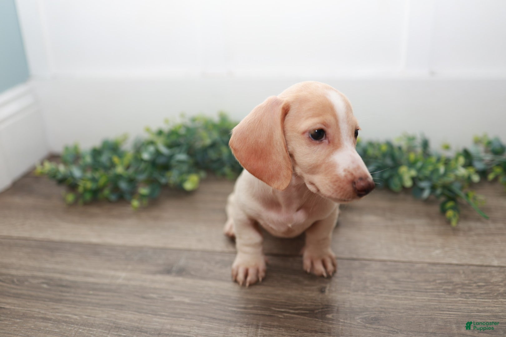 Miniature Dachshund dogs Mater - Ad 2