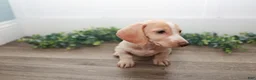 Miniature Dachshund dogs for sale: Mater - Ad 2