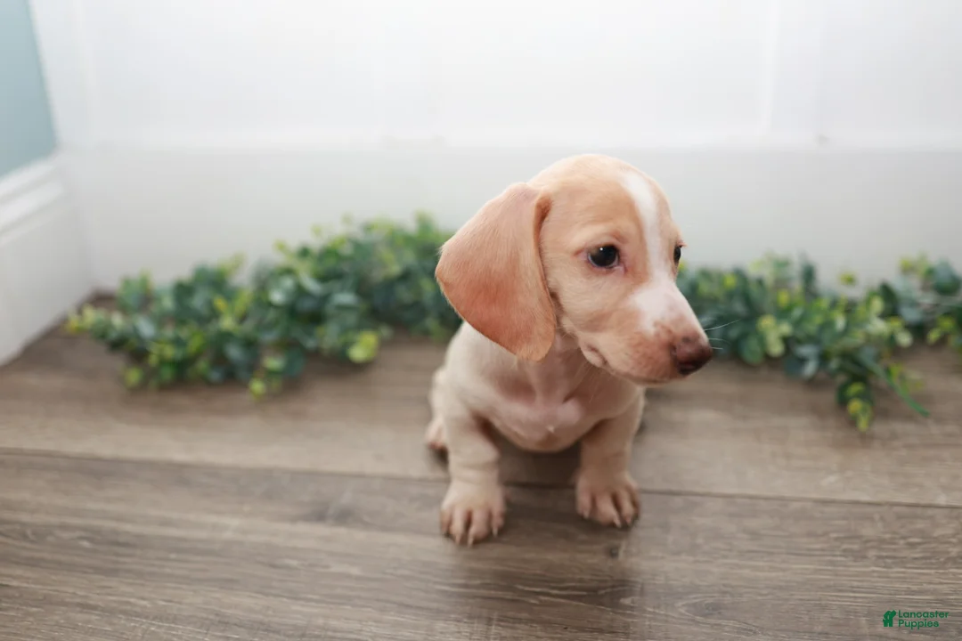Miniature Dachshund dogs for sale: Mater - Ad 2