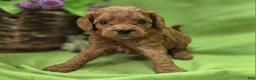 Cavapoo dogs for sale: Beetle - Ad 2
