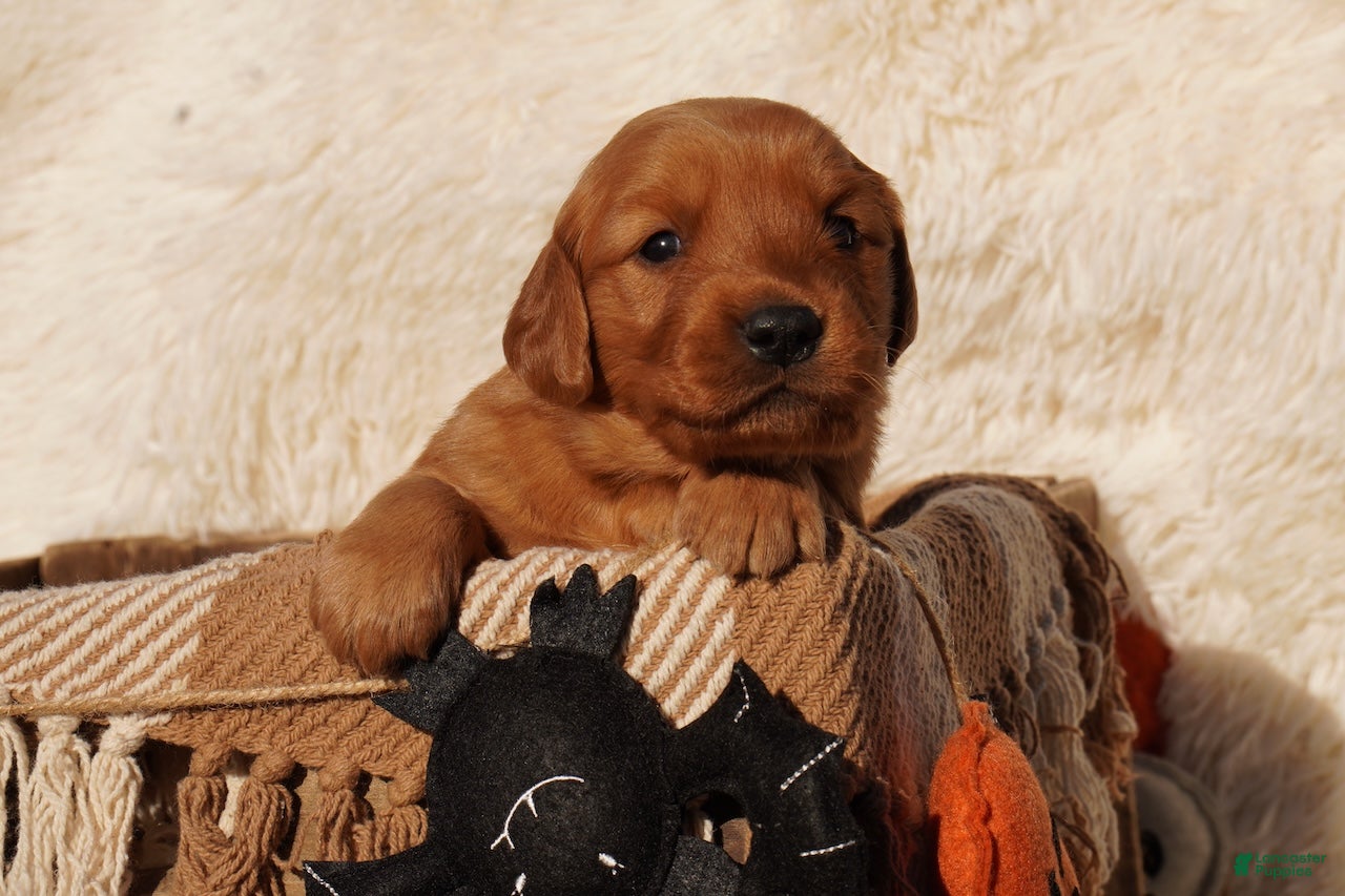 Golden Retriever dogs Daisy -AKC, Genetically Clear - Ad 1