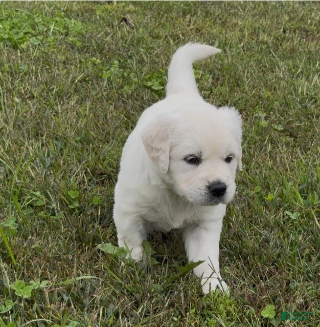 Golden Retriever dogs for sale: Golden Retriever 1 - Ad 1
