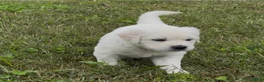 Golden Retriever 1