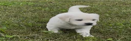 Golden Retriever dogs for sale: Golden Retriever 1 - Ad 1