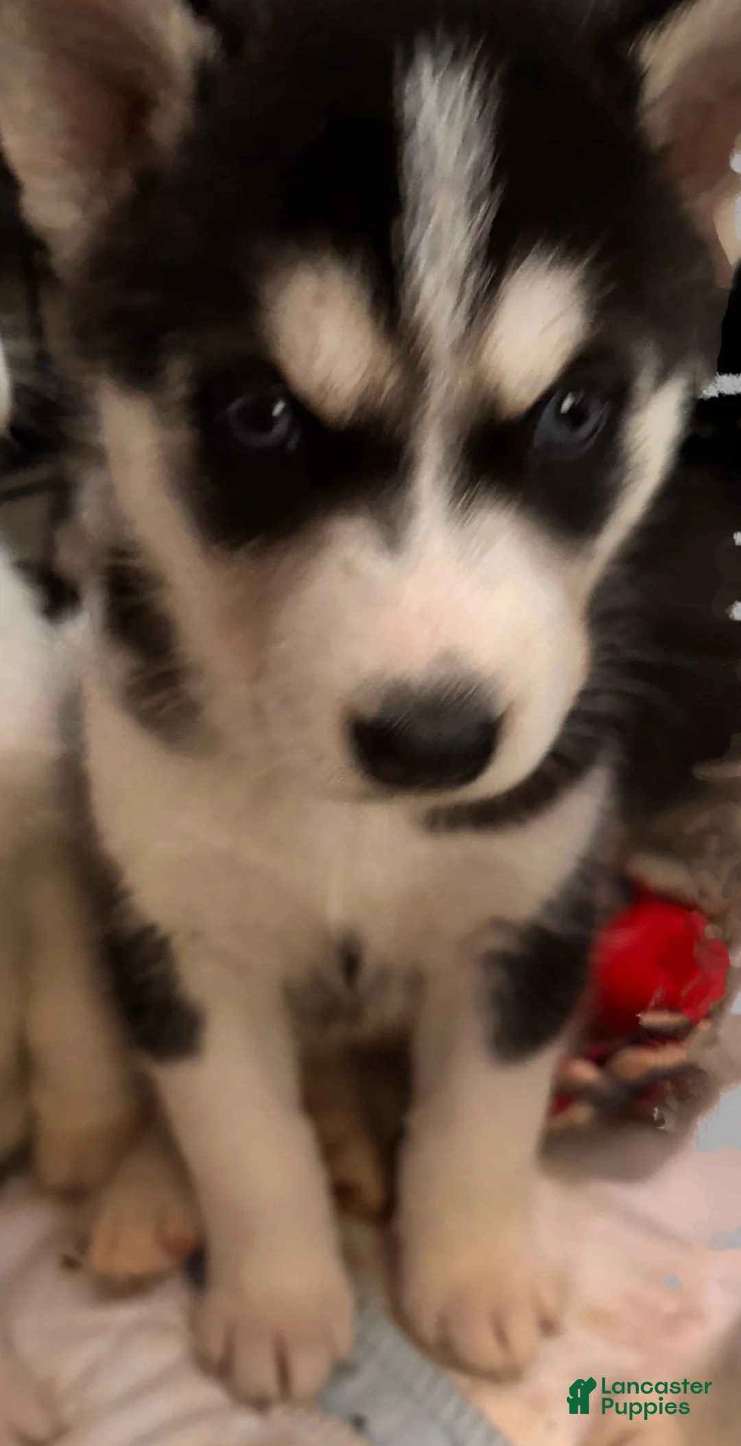 Siberian Husky dogs for sale: Siberian Husky 2 - Ad 1