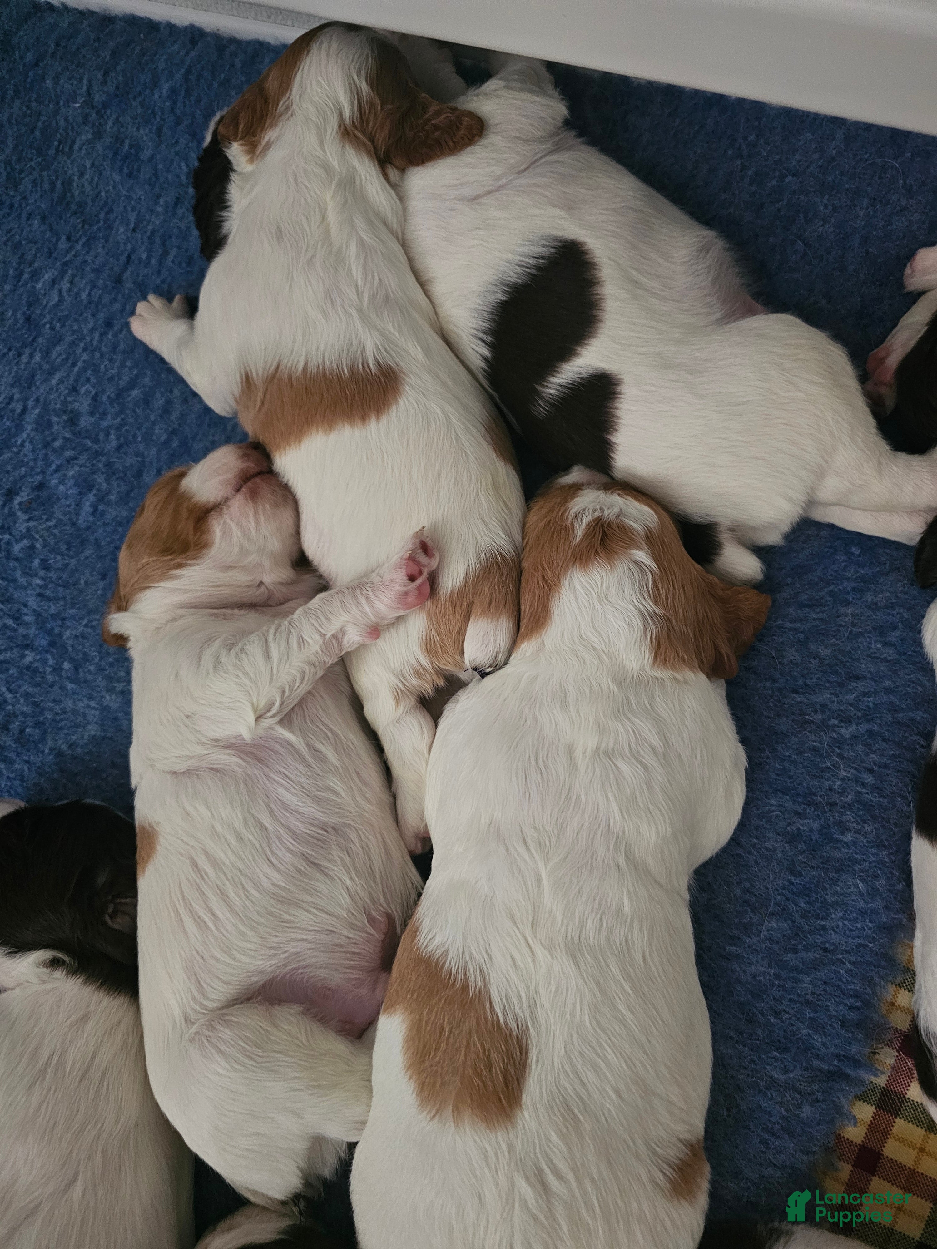 Brittany Spaniel dogs Brittany Spaniel 8 - Ad 4