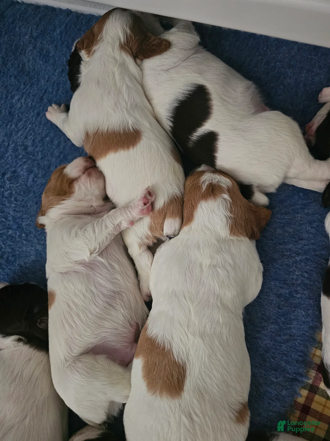 Brittany Spaniel dogs for sale: Brittany Spaniel 8 - Ad 1