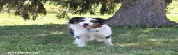 Australian Shepherd dogs for sale: Maverick - Ad 7