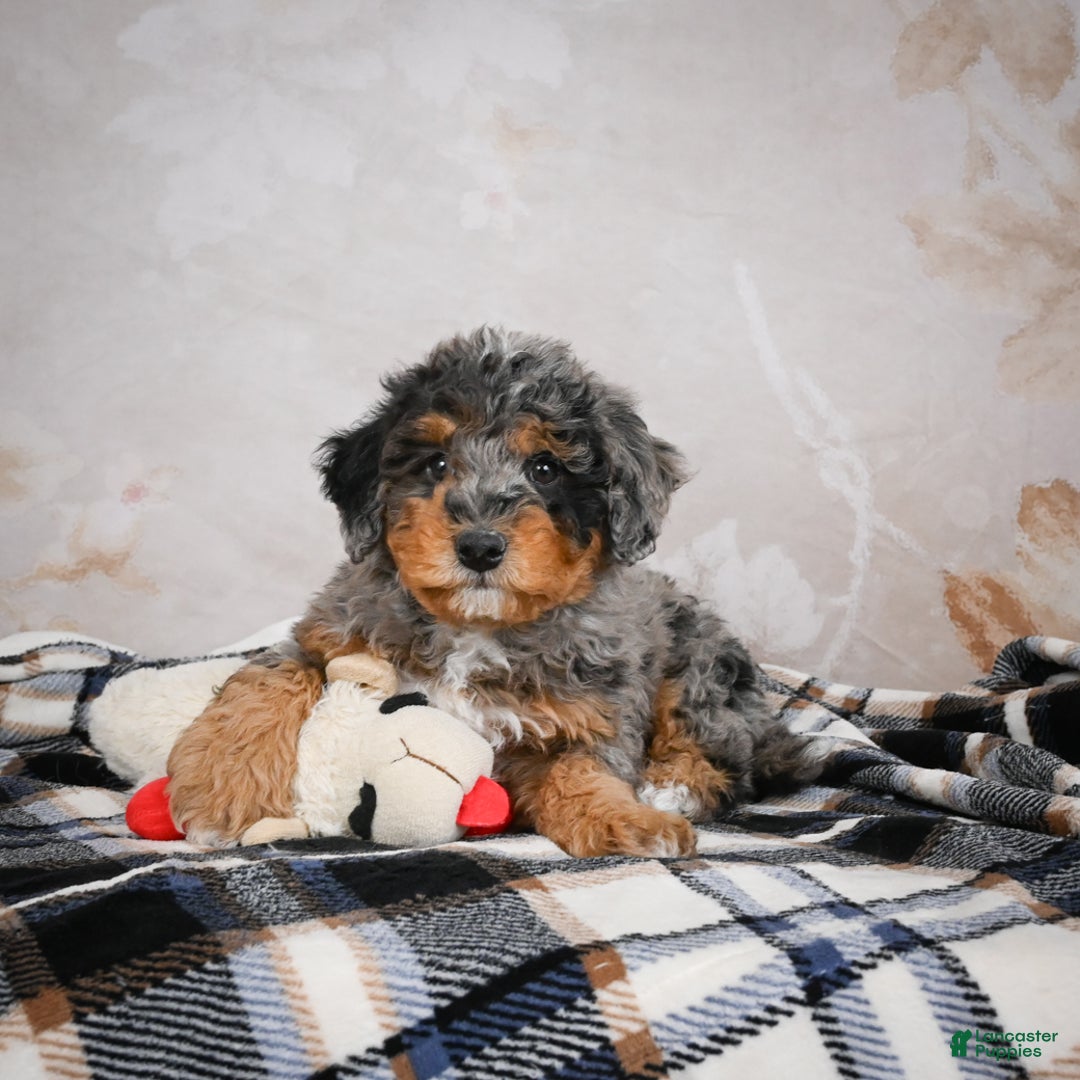 Bernedoodle dogs for sale: Murphy - Ad 6