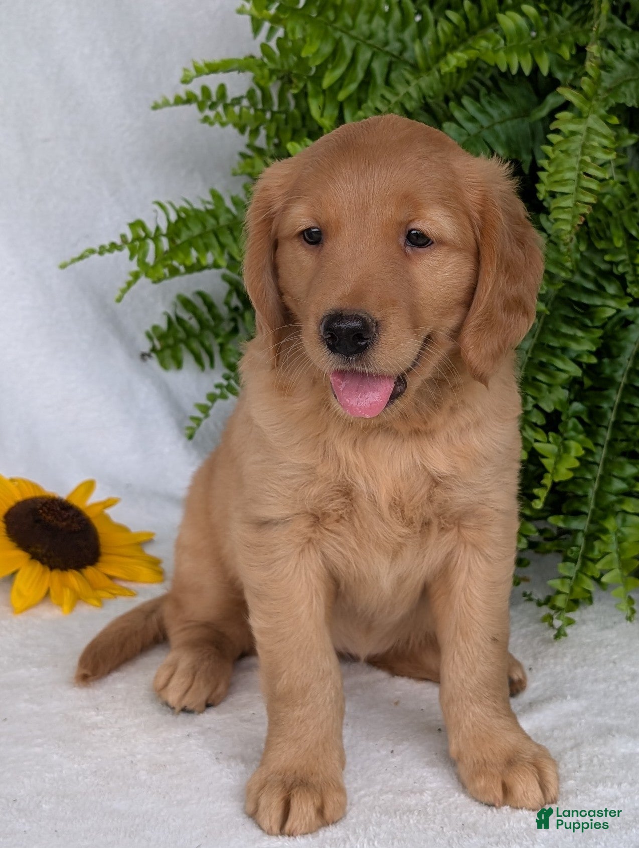 Golden Retriever dogs Honey  - Ad 1