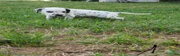 Dalmatian dogs for sale: Albert - Ad 4