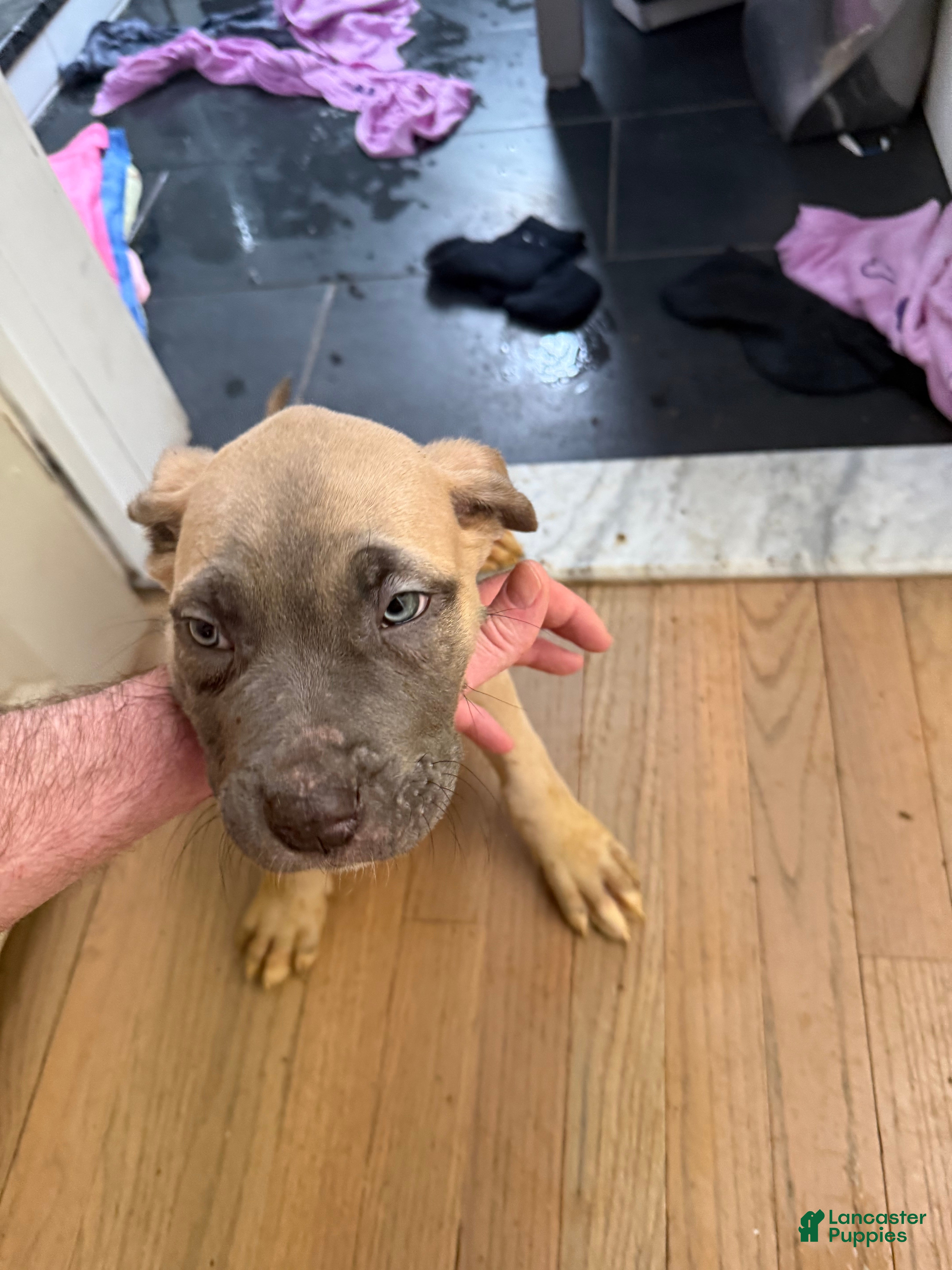 Cane Corso dogs Cane Corso Puppy 1 - Ad 1