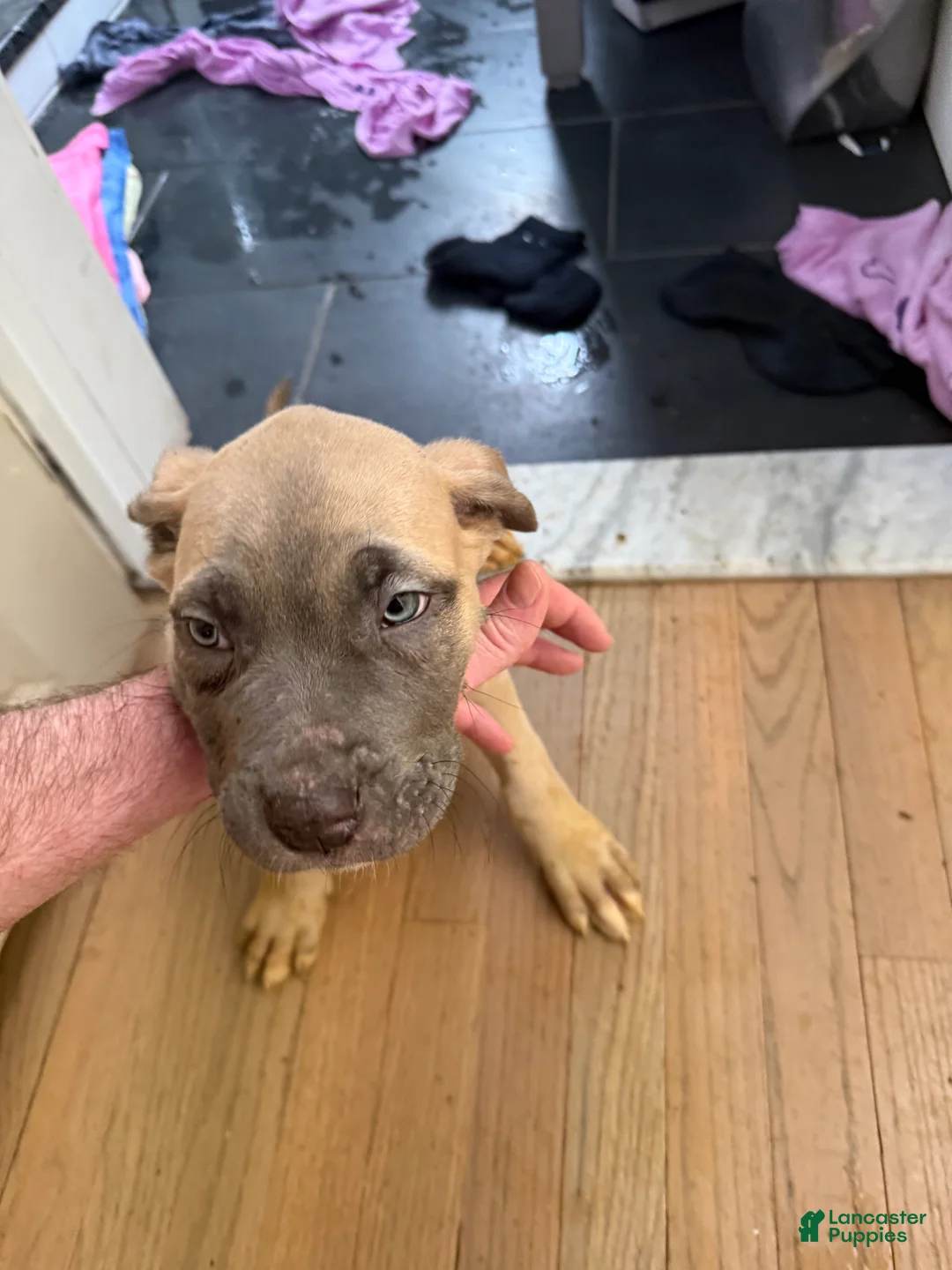 Cane Corso dogs for sale: Cane Corso Puppy 1 - Ad 1