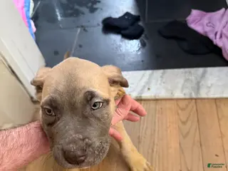 Cane Corso dogs for sale: Cane Corso Puppy 1 - Ad 1