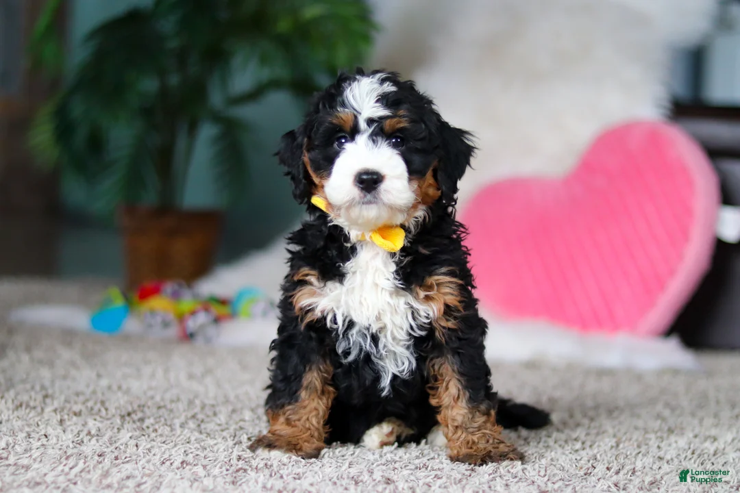 Mini Bernedoodle dogs for sale: Jasper - Ad 4