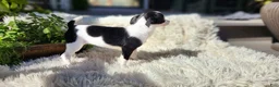 Chihuahua dogs for sale: Carmen - Ad 9