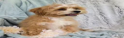 Shihpoo dogs for sale: Hudson - Ad 11