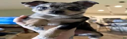 Mixed Breed dogs for sale: Luna - Ad 5