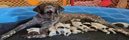 German Shorthaired Pointer dogs for sale: May - Ad 6