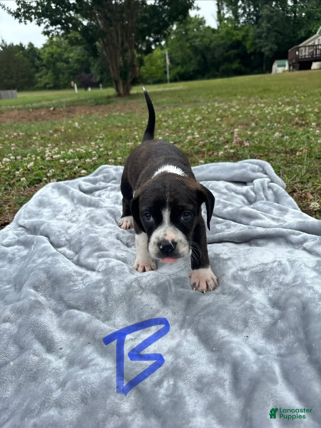 Mixed Breed dogs for sale: Nash - Ad 1