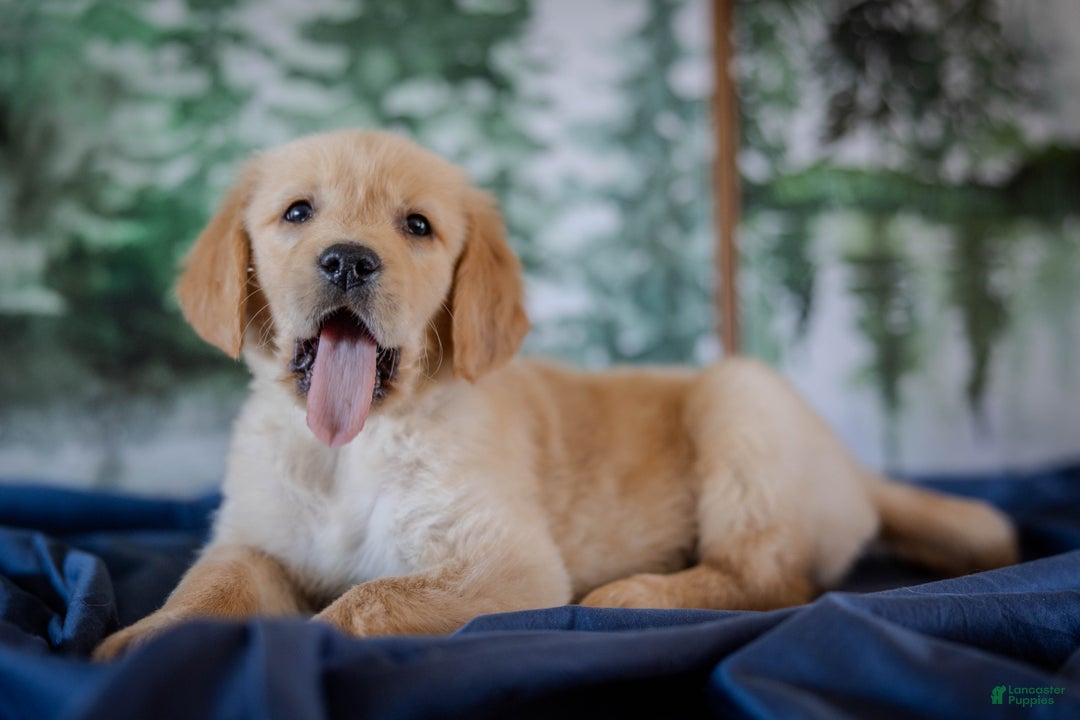 Golden Retriever dogs for sale: Green - Ad 7