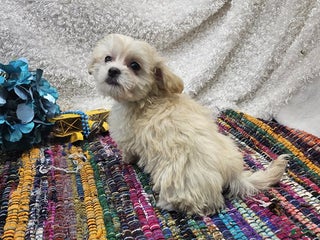 Havanese dogs - Ad 42