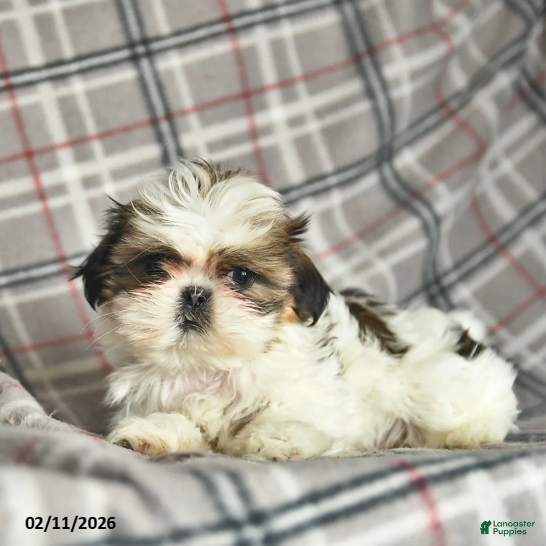 Shih Tzu dogs for sale: Violet  - Ad 5