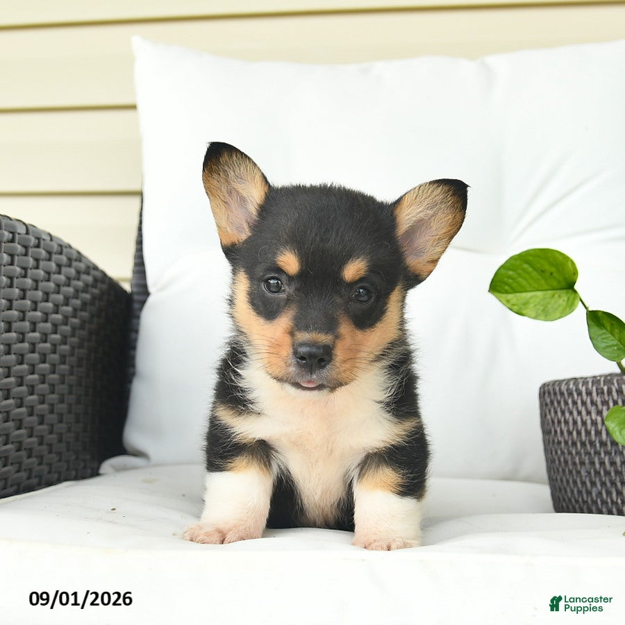 Welsh Corgi Pembroke dogs Bowe  - Ad 2