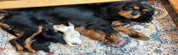 Cavalier King Charles Spaniel dogs for sale: Girl 1  - Ad 17