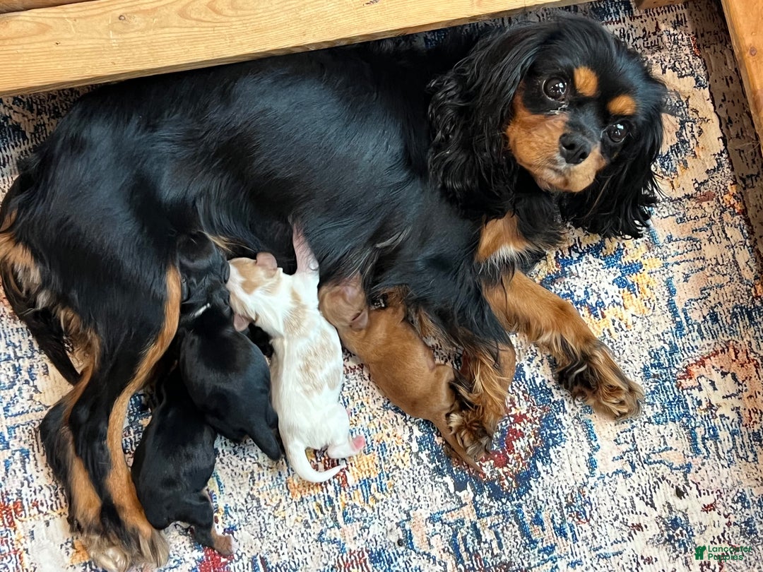 Cavalier King Charles Spaniel dogs for sale: Girl 1  - Ad 17