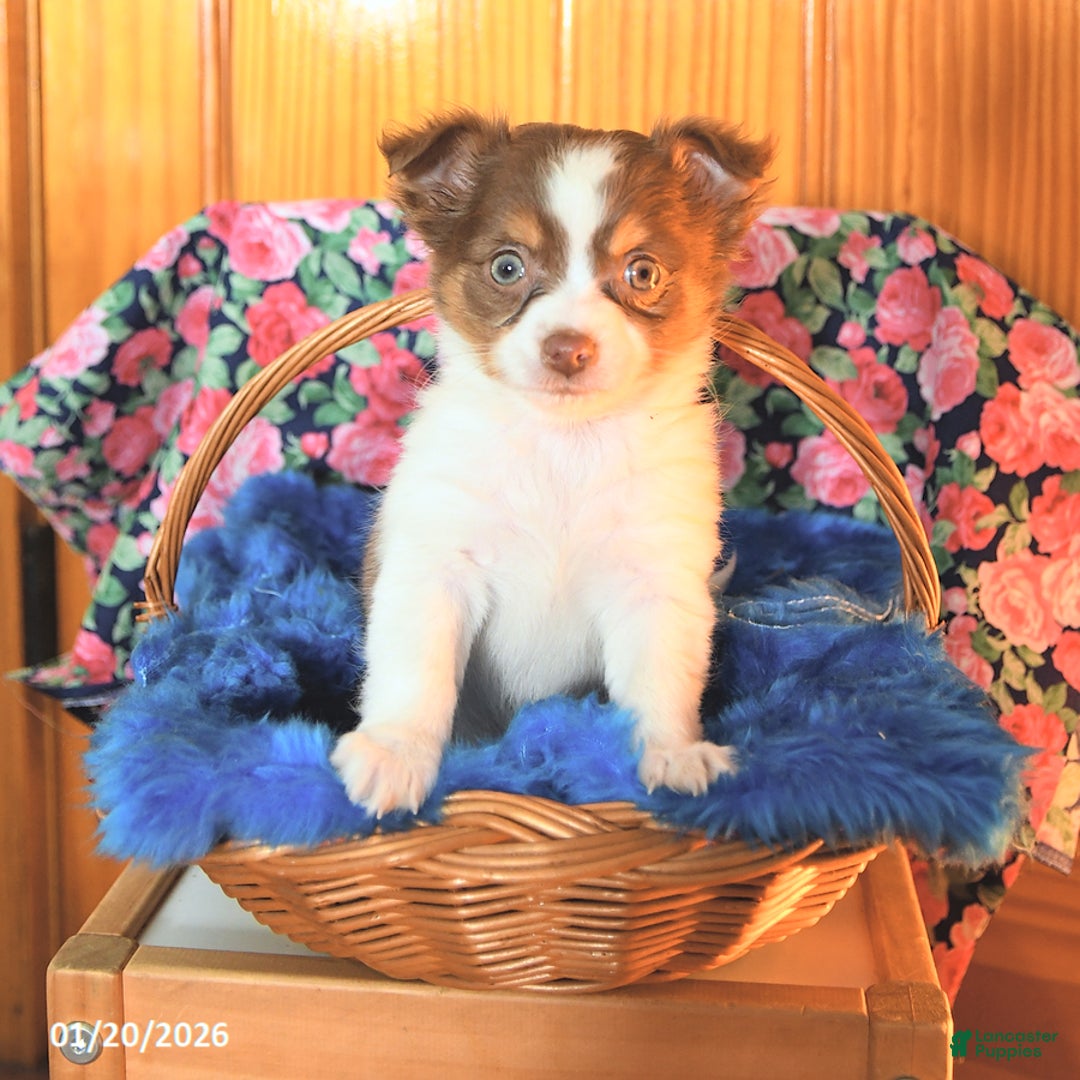 Chihuahua dogs for sale: Tinker - Ad 1