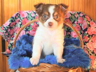 Chihuahua dogs Tinker - Ad 39