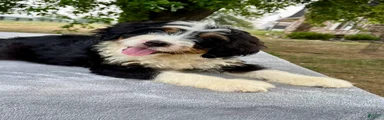 Arlo