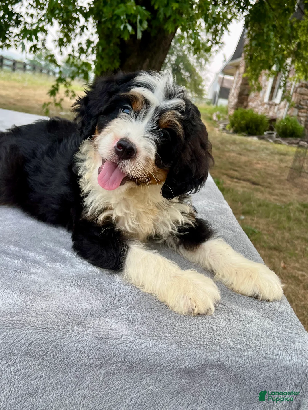 Bernedoodle dogs for sale: Arlo - Ad 1