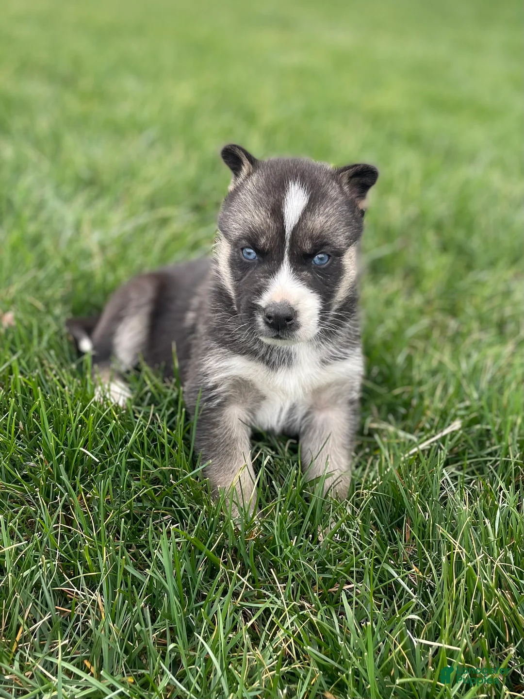 Gerberian Shepsky dogs for sale: Finn - Ad 2