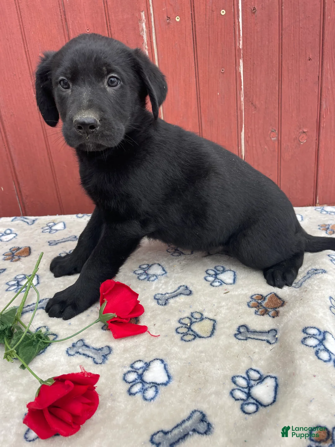 Sheprador dogs for sale: Cory - Ad 3