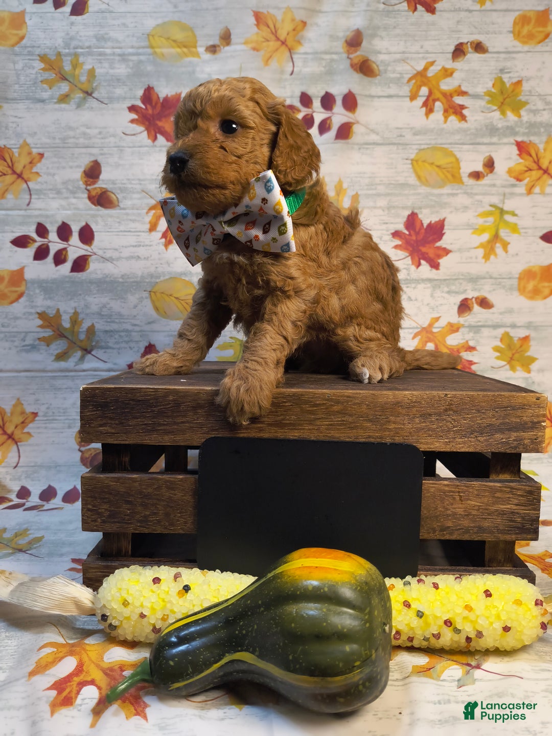 Mini Goldendoodle dogs for sale: Clove  - Ad 2