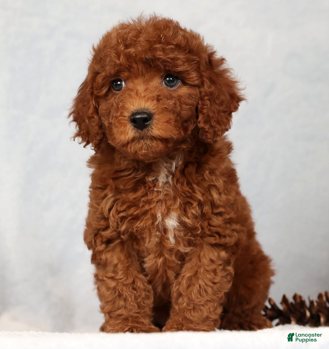 Miniature Poodle dogs for sale: Stuart - Ad 5