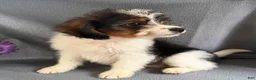 Mixed Breed dogs for sale: Jewell - Ad 4