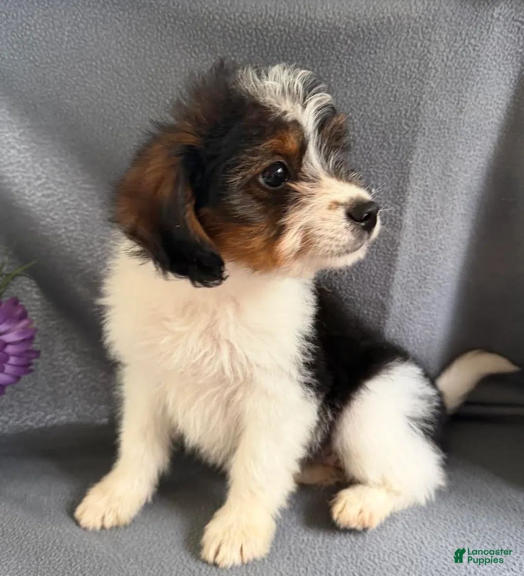 Mixed Breed dogs for sale: Jewell - Ad 4