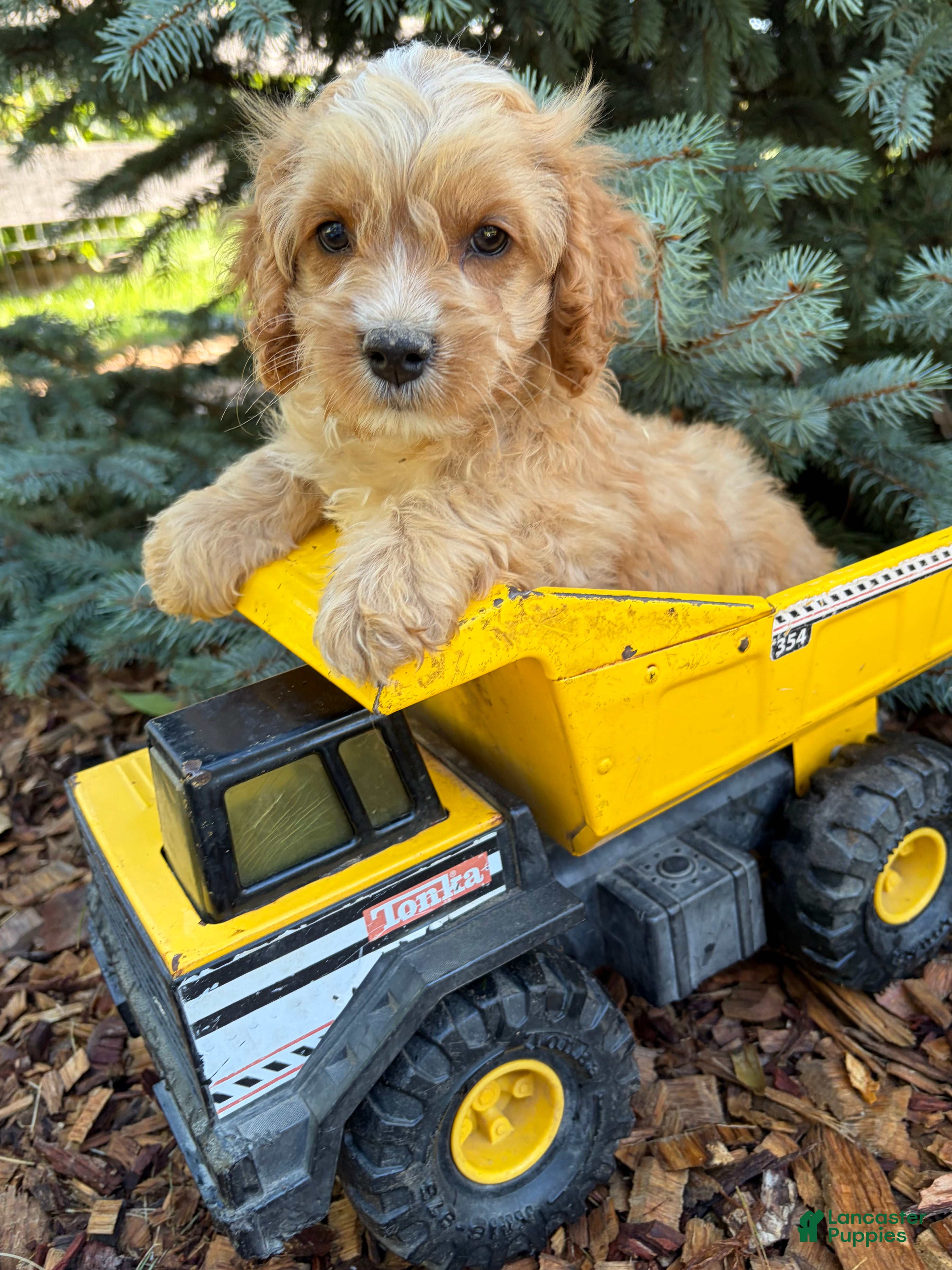 Cockapoo dogs Brady - Ad 1