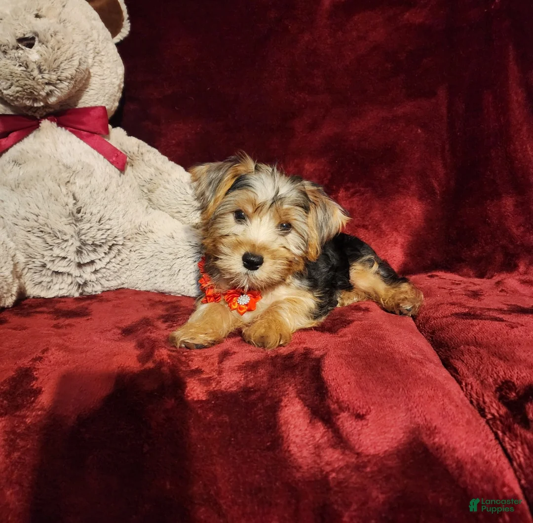 Yorkshire Terrier dogs for sale: WINSTON - Ad 2