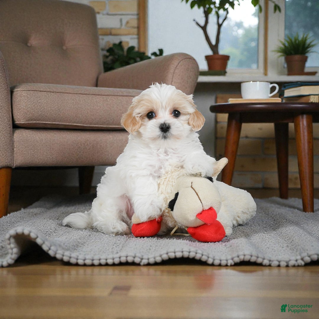 Maltipoo dogs for sale: rocky - Ad 2