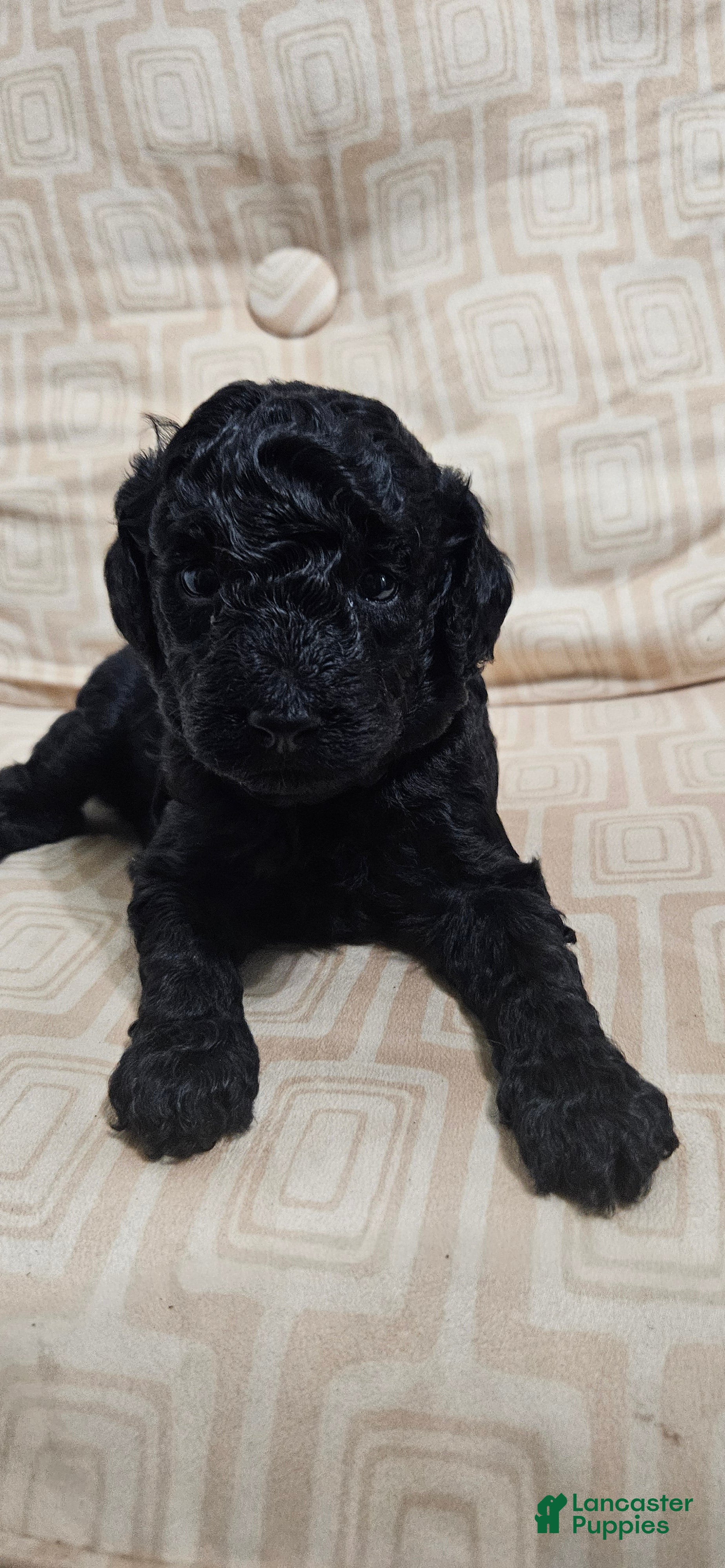 Miniature Poodle dogs for sale: Miniature Poodle 5 - Ad 1
