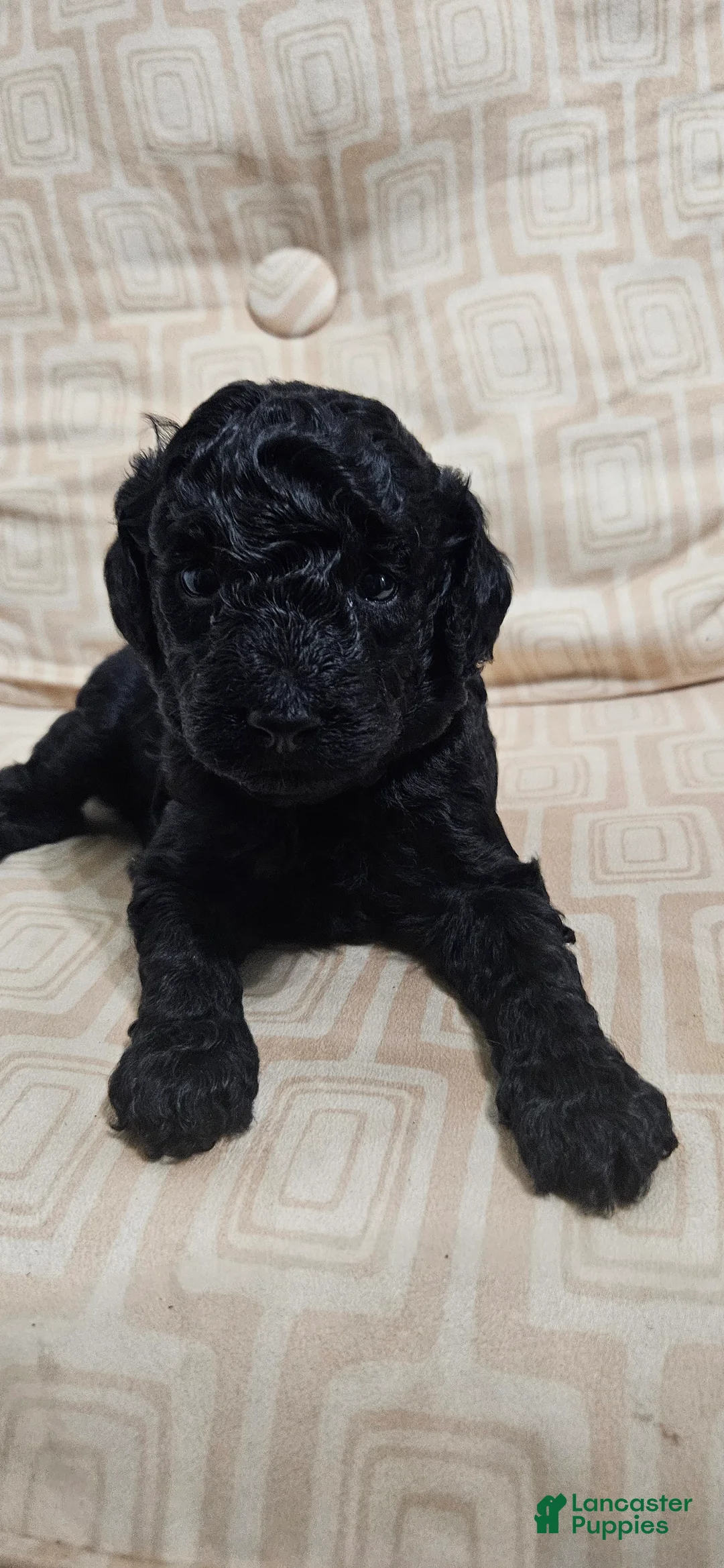 Miniature Poodle dogs for sale: Miniature Poodle 5 - Ad 1